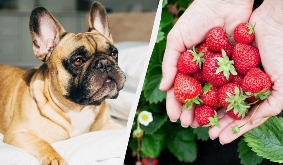 ����� �� ������� ������ ���������? ����� ���������