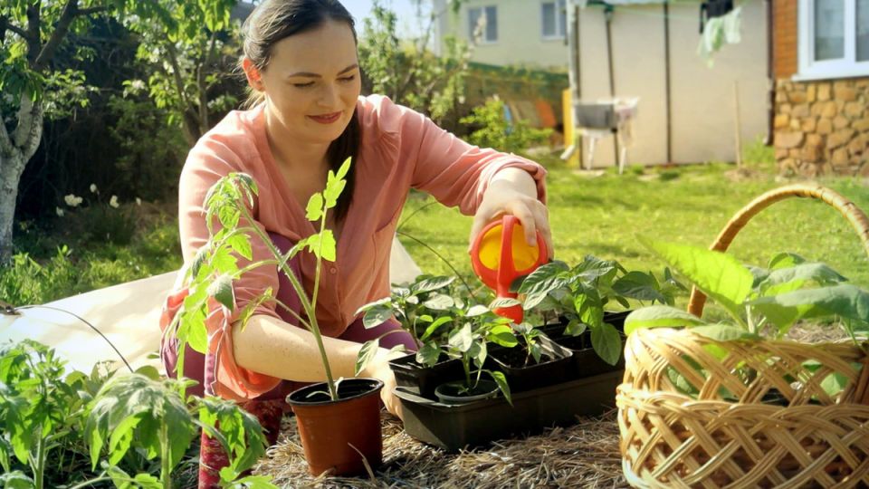 Причины перерастания рассады и как их избежать