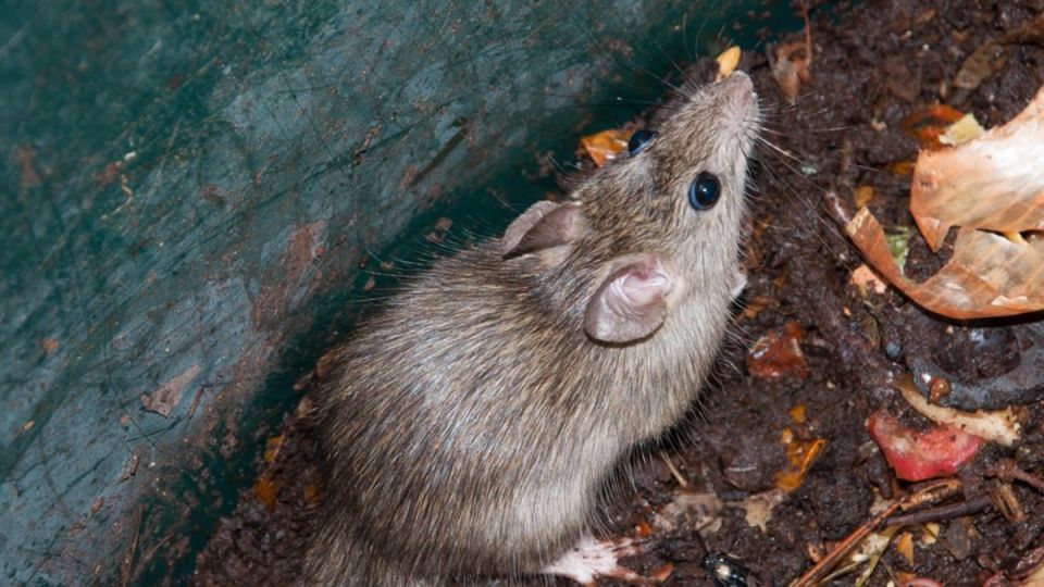 ��� �������� ���������� �� ����� �� ����: ����������� ������