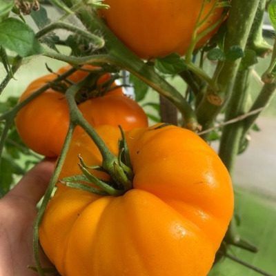 ����� ������� � ��������: ��� ��������� ���� ������������ ���� � �������� �������� �������