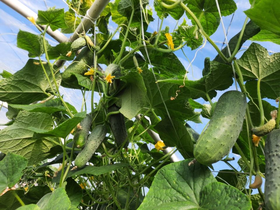 ��� ������� ������� ������� ����� �������� ��� ������