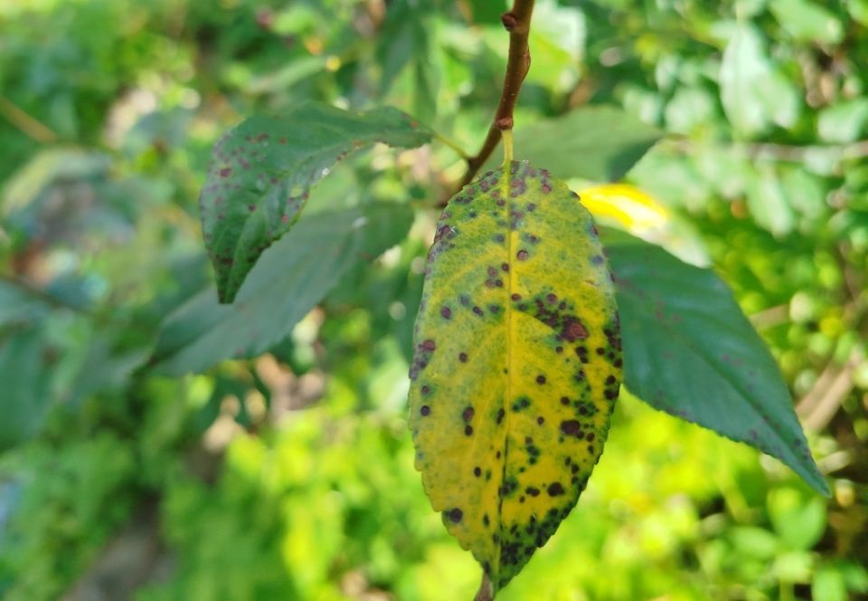 ����� �� �������: ��������� ���������� ������ � ���� ����� �� ����������