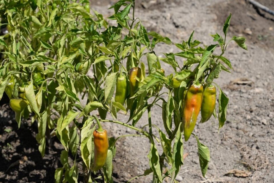 ������ ����� ����� � ������� � � �������� ������: ���-3 �������