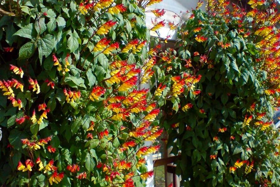 7 удивительных цветущих лиан, которые преображают сад и балкон