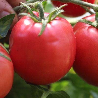 Томат Родничок как надёжный выбор для короткого лета