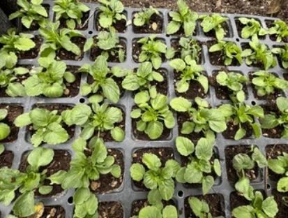 Почва для рассады цветов: простой путь к крепкому старту и спасительным лайфхакам