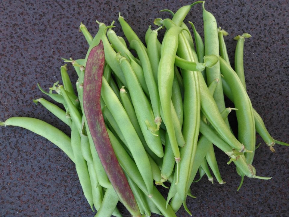 Фасоль на грани успеха: как странности погоды изменили урожай