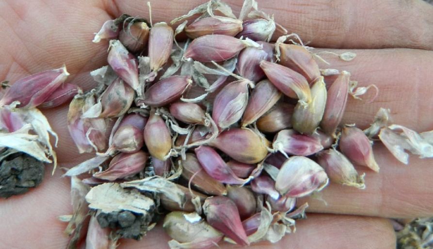 Как самостоятельно пробудить жизнь в посадочном материале чеснока