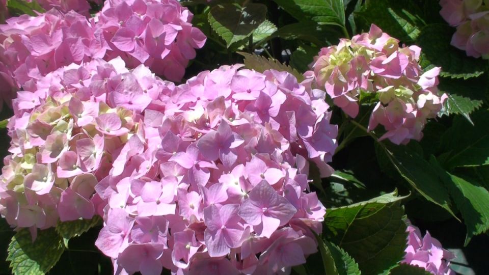 ��� ����������� ��������� � ����: ������ �� �������� �����