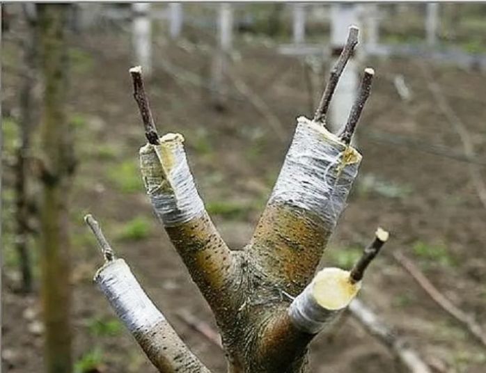 Когда лучше проводить прививку: секреты успешного садоводства