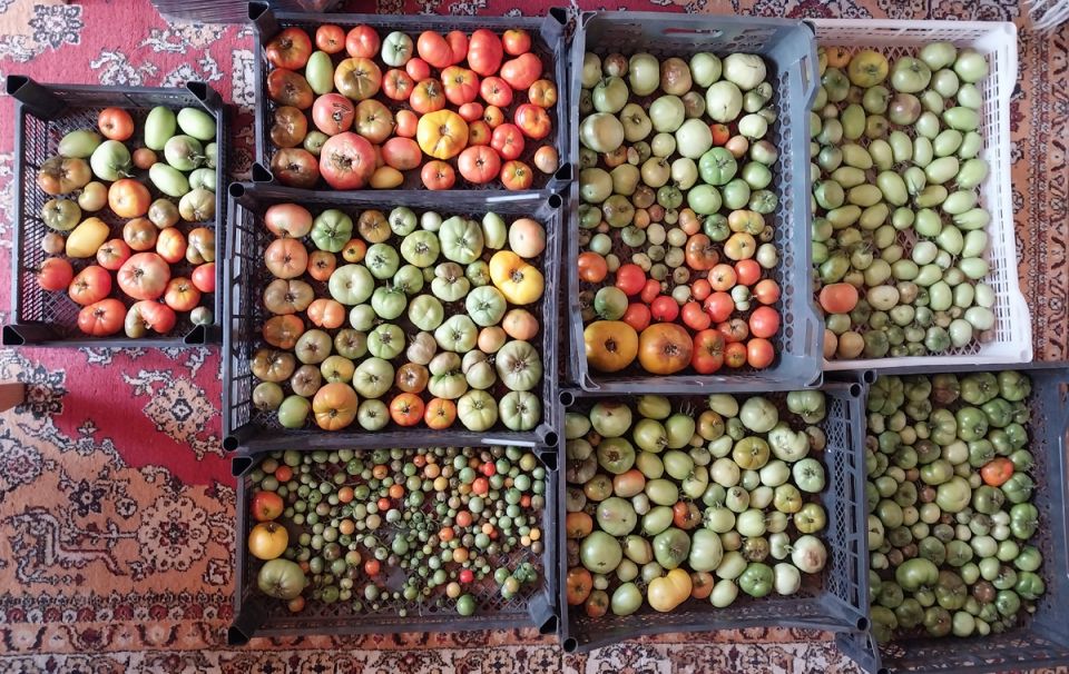 Как спасти помидоры, поражённые фитофторой: советы и рецепты