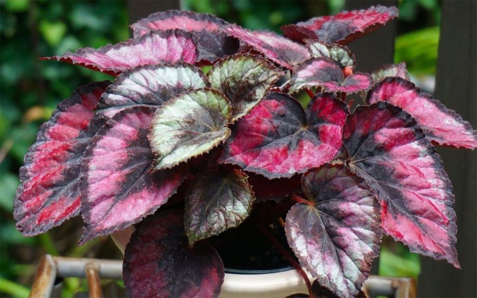 Комнатные растения, добавляющие уют вашему дому