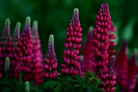 Люпины: яркие акценты и минимальный уход в вашем саду