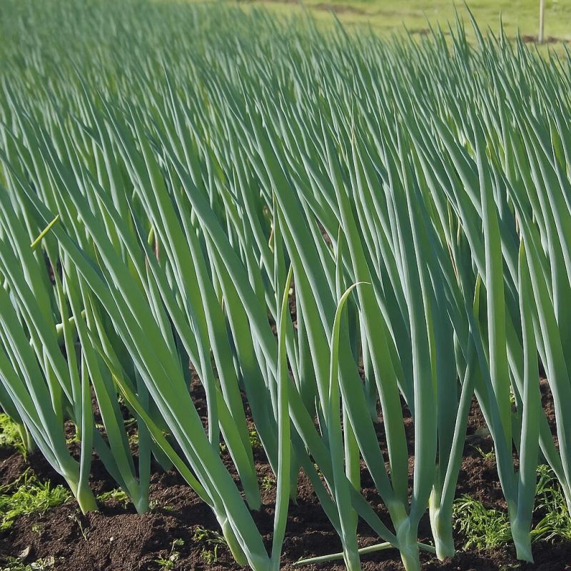Зачем использовать солёную воду для полива лука в августе