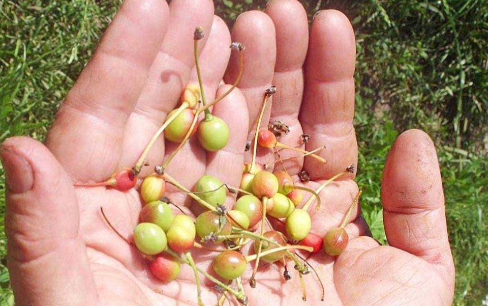 ������ � ����� � ���� ���������: ������� � ������ �� �������� ������