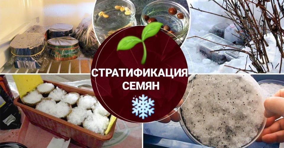 ��� ��������� �������� ������������� �����: ������ �� ���������� � ������