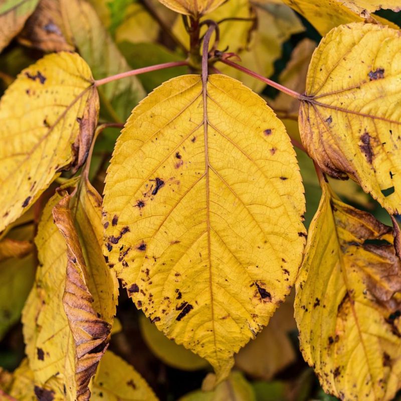 ��� ���� ������� ������ �������� ����� ���������� � ��� ��������