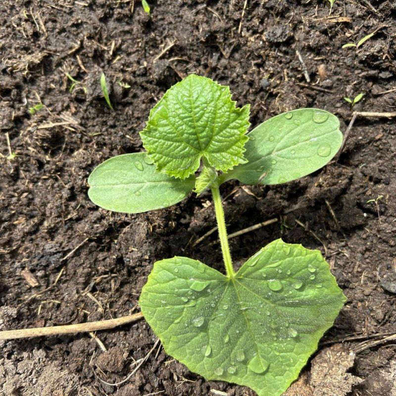 ������ ������: ��� ������ ������� ����� �������� ��� ���