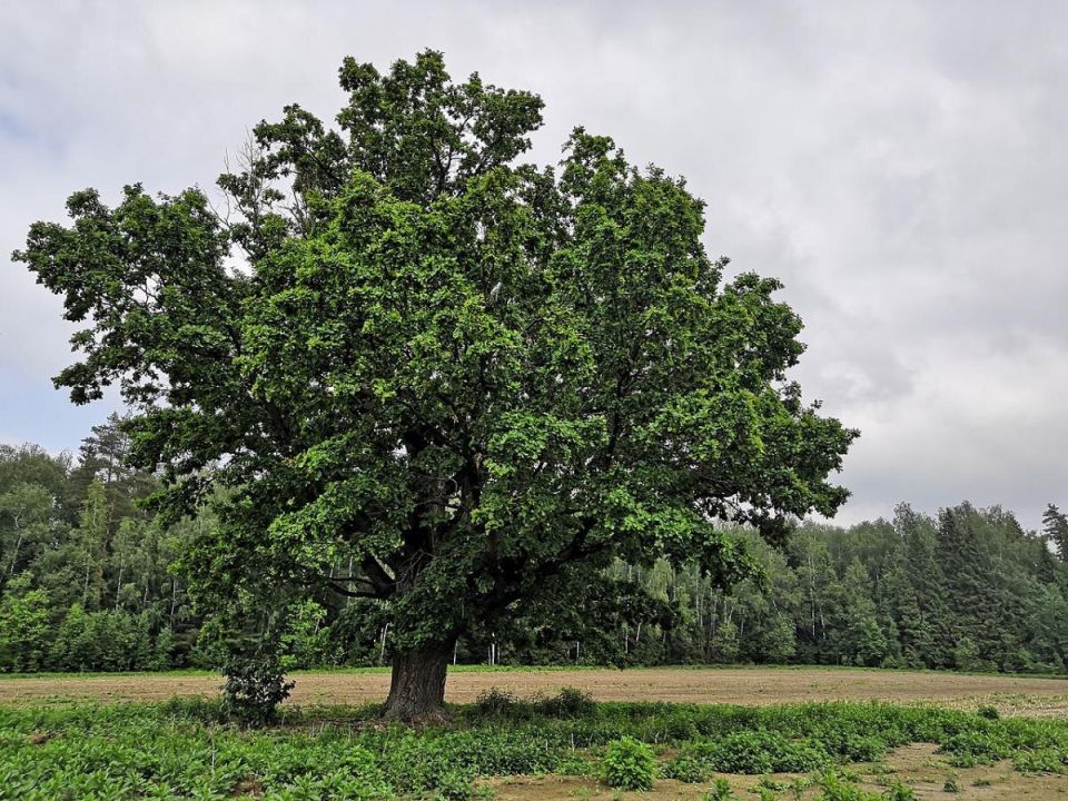 ��� ��������� ��� �� ������: ������� ��������� �����