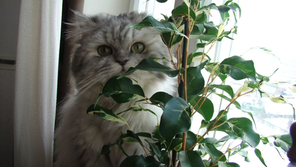 ����� ��������� ������� ���� ��� ���: ������� ������� � ����� ������ ����������