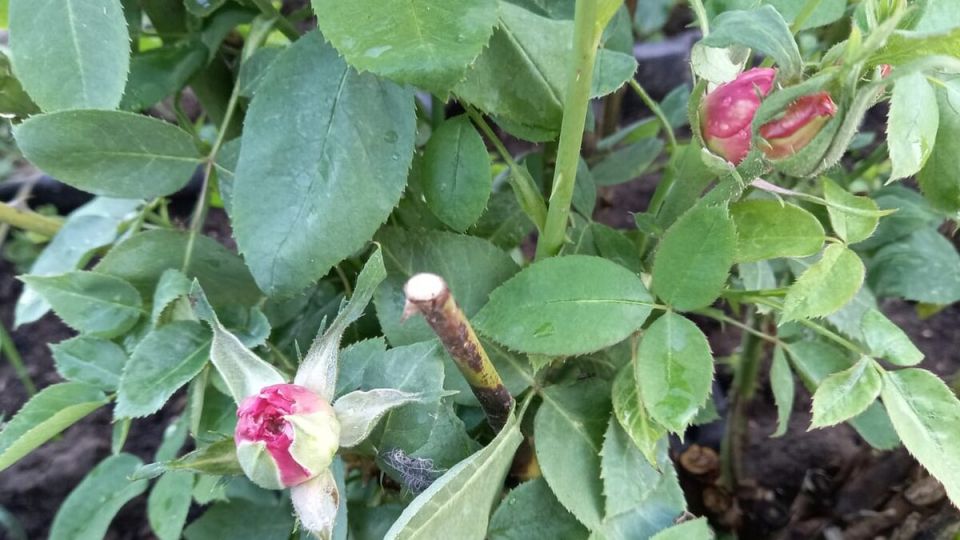 ��� ��������� ��� ����������������� ����� ����������� ��� ���