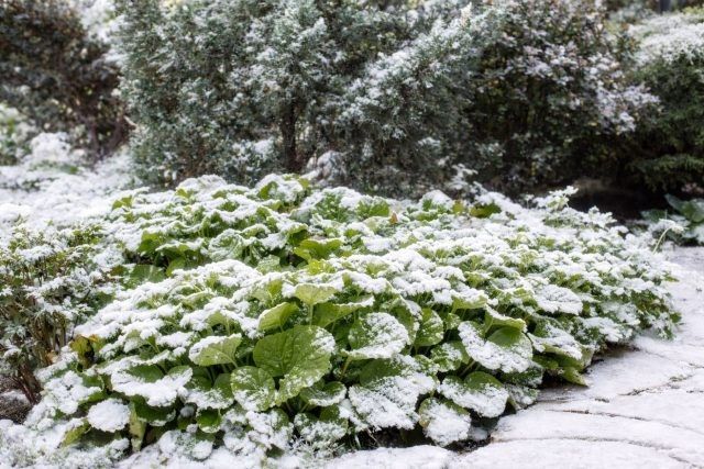 ������� ����� ����: ��������, ������� �������� ��� �������� ����