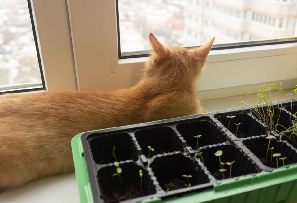 ������: ����� ������� ��� ��������� ������