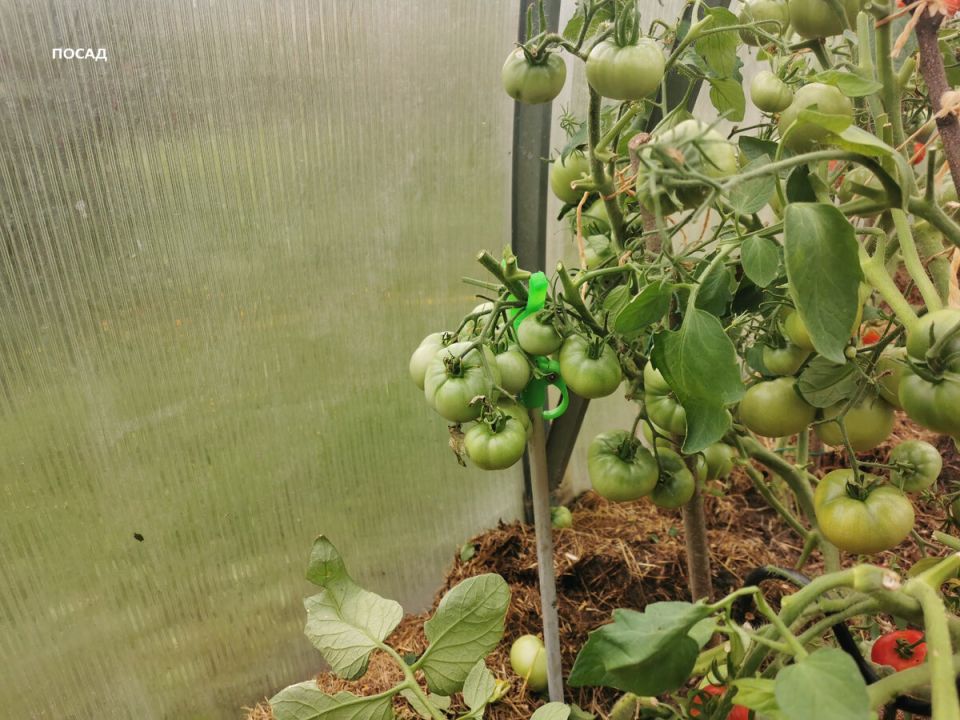 ���������� ������� � ��������� ��� ���������� ���������