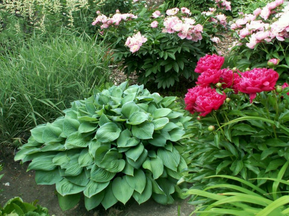 ������� ��������� ����������� ����: �� ���� �� ��������� �����