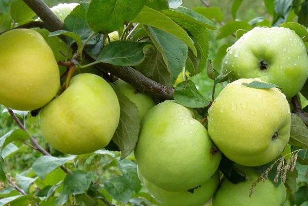 ������������ ������: ������� �������� � ������ ����� ��� ����