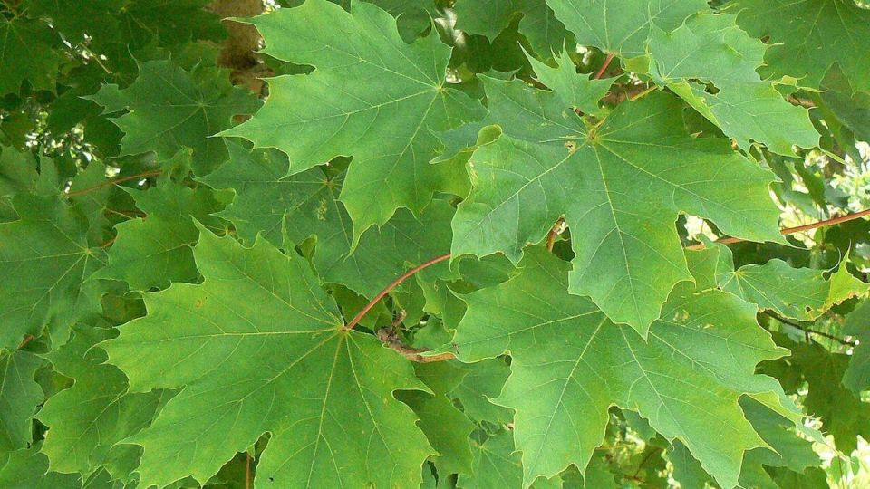 Как выбрать деревья для дачи: чего следует избегать