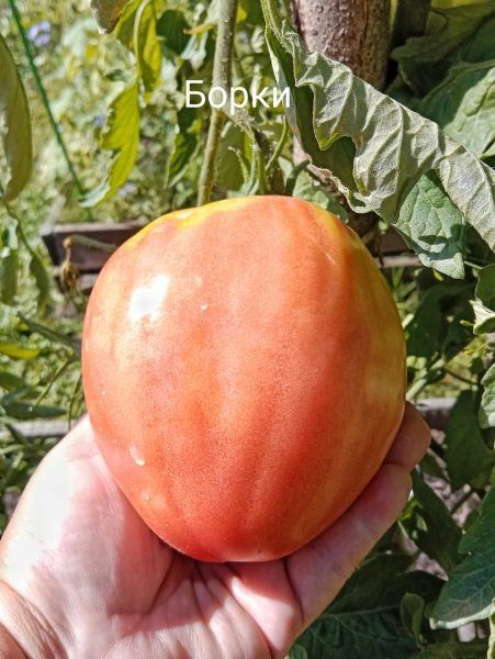 ����� �����: ������ ������ � �������� ����� ��� ������ �������