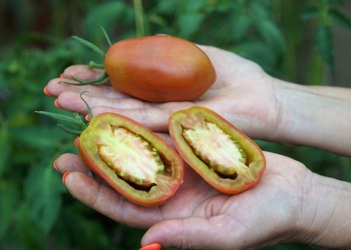 Томат с неповторимым вкусом и цветом: всё о Пастельных рукавах