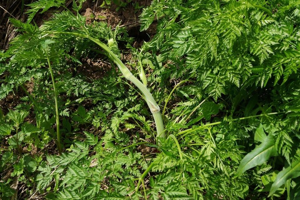 Опасные близнецы природы: как не стать жертвой ядовитых растений