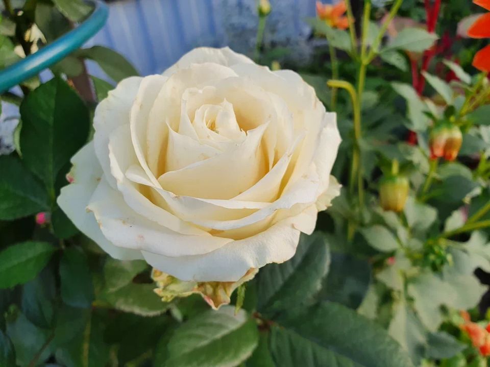 ������� �����������������: ����� ����� ����������� ����������