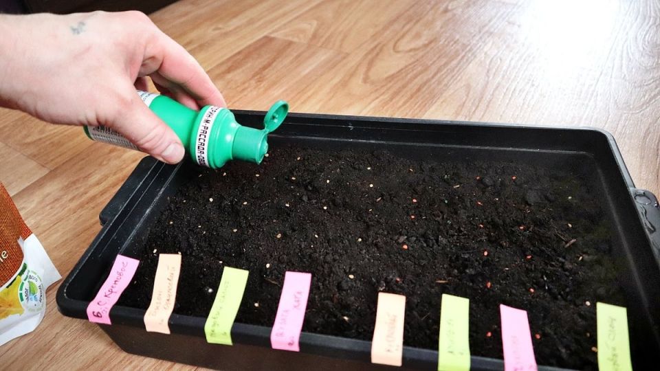 Почему семена перца и помидоров не прорастают или прорастают плохо?