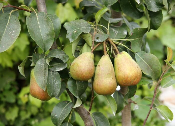 ��� ���������� � �������� �������� �����: ������ ������ ��� ���������