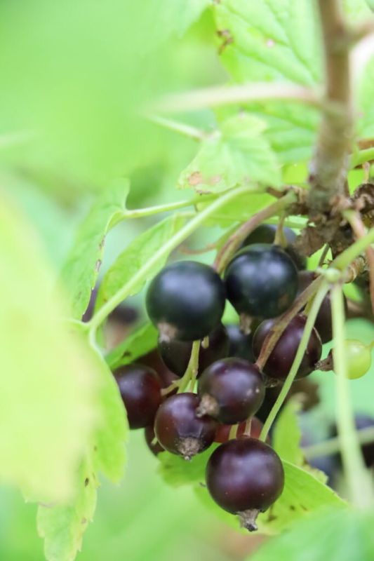 Сода как секрет успешной черной смородины