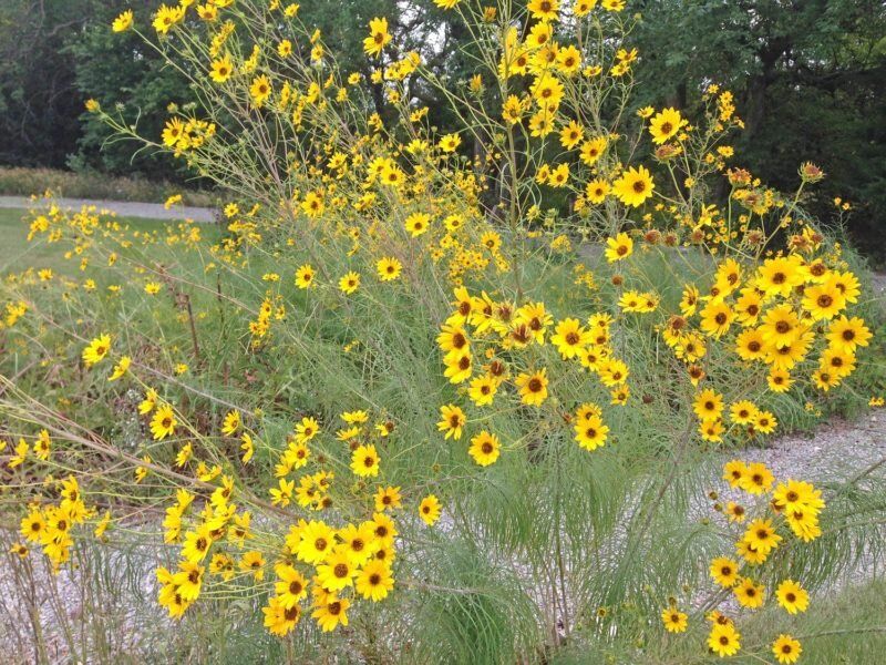 ���������� ������������ �������������: ������������ ��������� �� ������ ��������