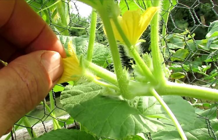 ��� ���������� � ���������� �������: ������ ������, ������� ����� � ��������� ����