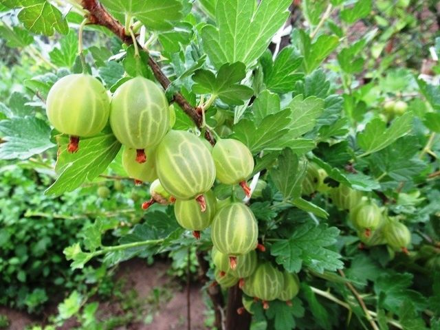 ��� ���������� ��������� � ���� ��� �������� ������