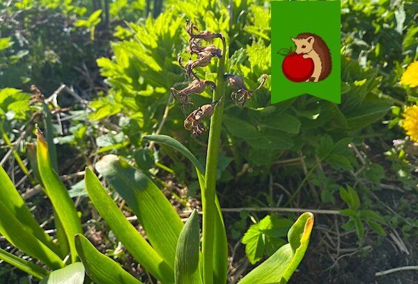 Как ухаживать за гиацинтами после цветения: советы для великолепного цветения в следующем сезоне