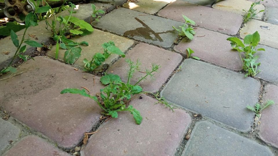 Как справиться с сорняками на дачных дорожках без лишних усилий