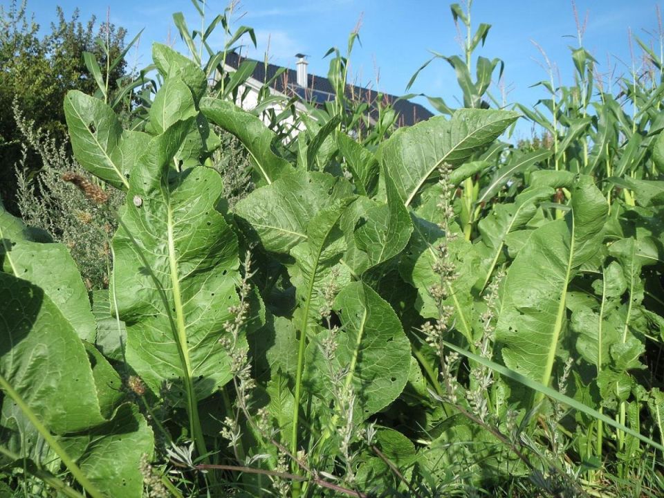 �������� �������������: ��� �������� ������� ������ ���� ������������ ����������