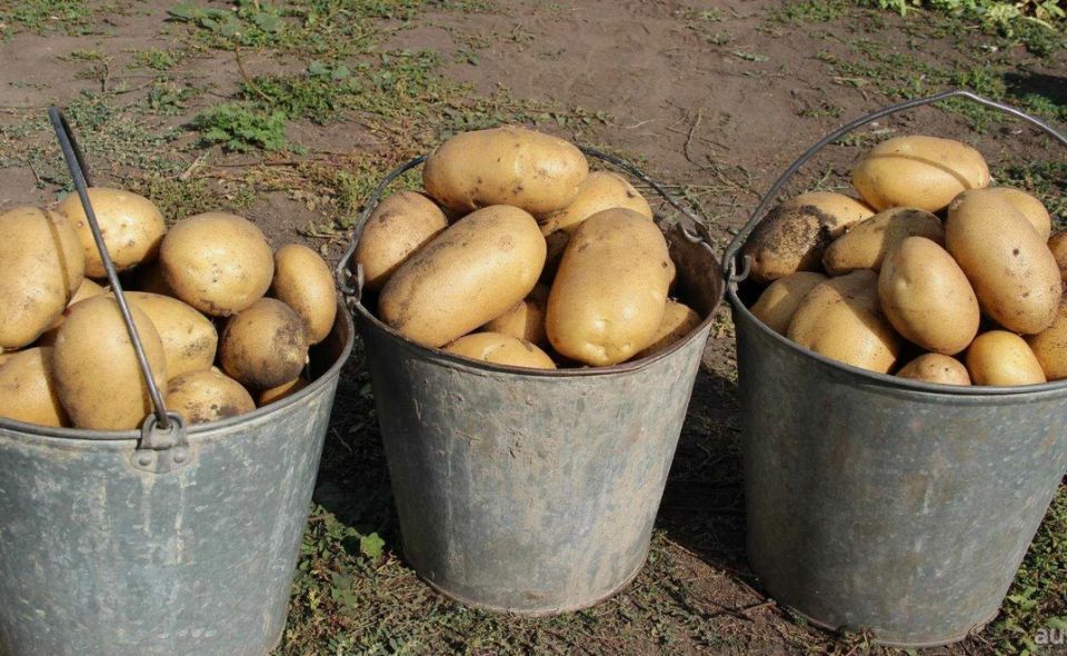 Костная мука: секрет крупного и здорового урожая картошки