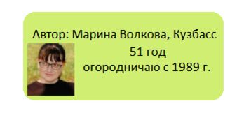 Щавель красный: украшение для сада и вкусный компонент для блюд