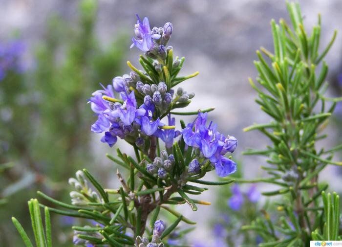 Целебные травы: орегано и розмарин как секреты здоровья